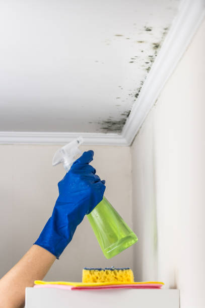 Best Basement Mold Remediation in Walthourville, GA